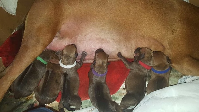 Krásná Rhodéský Ridgeback štěňata