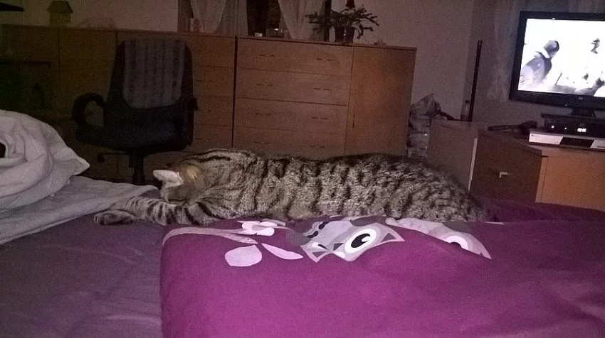mourovatý kocour