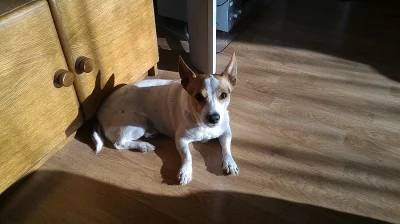 Prodám Jack Russel teriéra