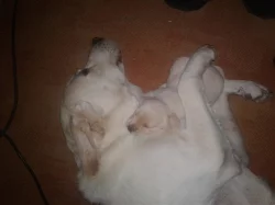 Labradorský Retrívr