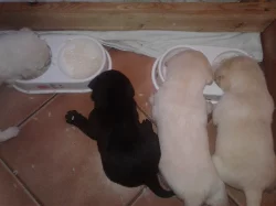 Labradorský Retrívr