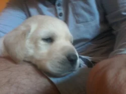 Labradorský Retrívr