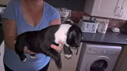 Štěňátka jsou výborného spojení a mají předpoklady pro výst