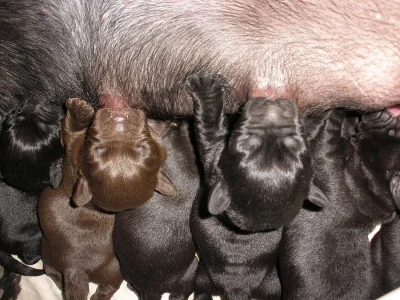 Labrador retriever - černá a čoko štěňata s PP, odběr po 15.
