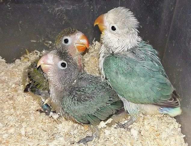 Ručně dokrmený agapornis - k dokrmení