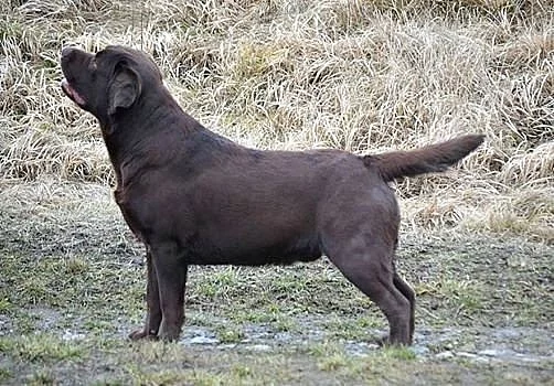 Labrador retriever - černá + čoko