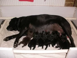 Labrador retriever - černá + čoko