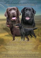 Labrador retriever - černá + čoko