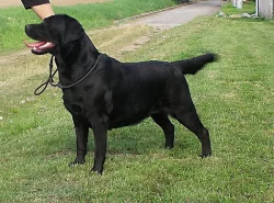 Labrador retriever - černá + čoko