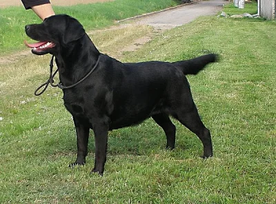 Labrador retriever - černá + čoko