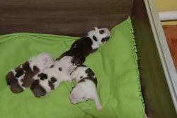 Prodám štěňata anglického bulldoga s PP