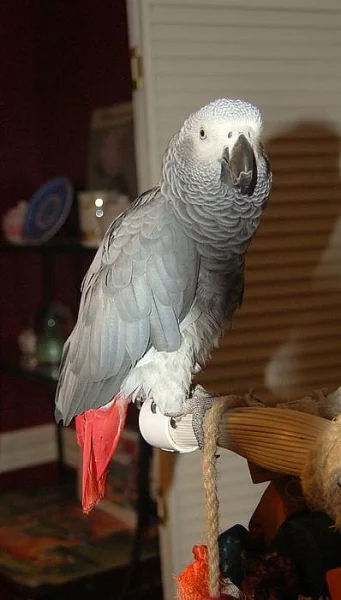 ŽAKO KONGO