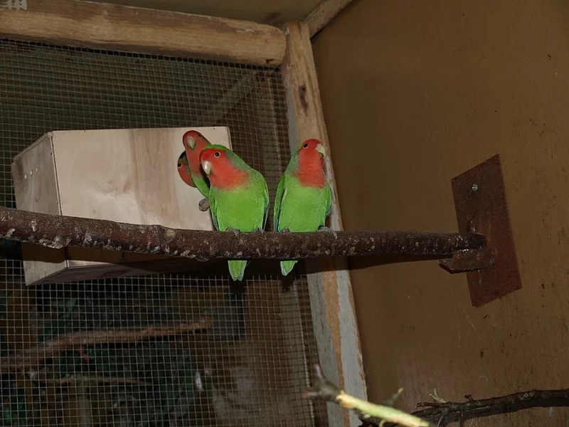 Agapornis růžohrdlý