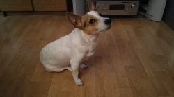 Prodám Jack Russel teriéra