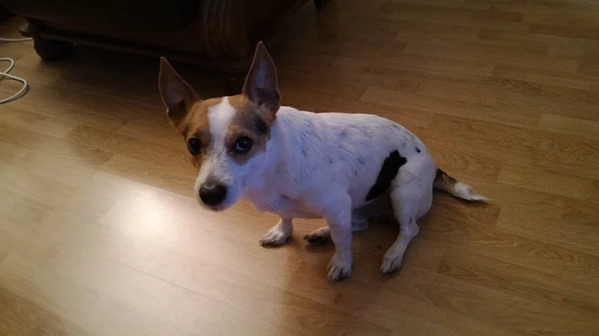 Prodám Jack Russel teriéra