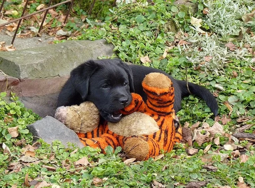 Labradorský retrívr - štěňátka