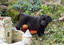Labradorský retrívr - štěňátka