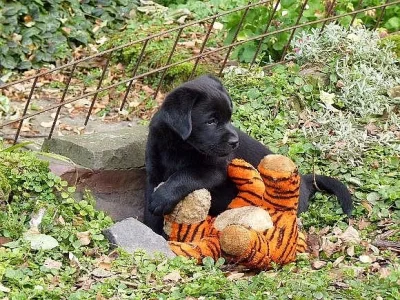 Labradorský retrívr - štěňátka