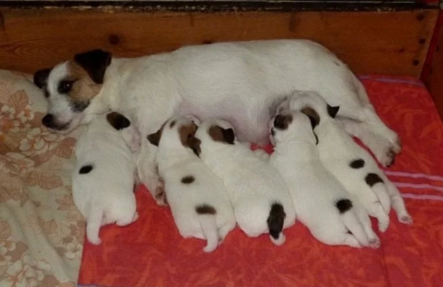 Jack Russell Terier