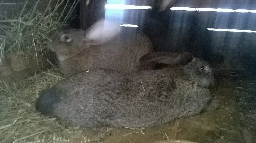prodám križence francuskiho berana a belgickeho