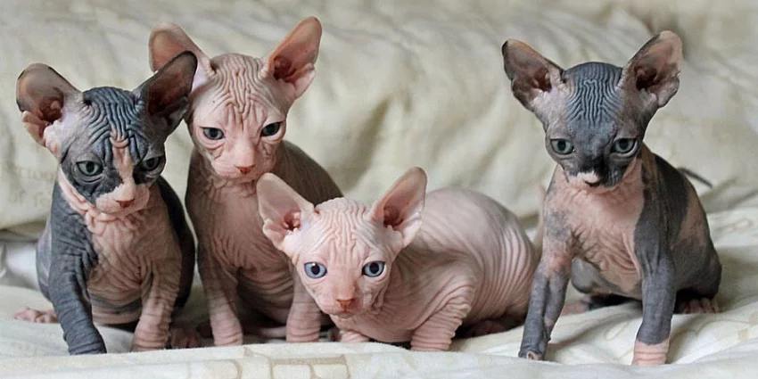 Sphynx kote s PP na prodej