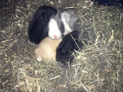Zakrslí králíčci mláďátka