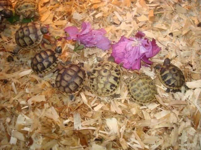 Mláďata suchozemských želv. Vlastní odchov.