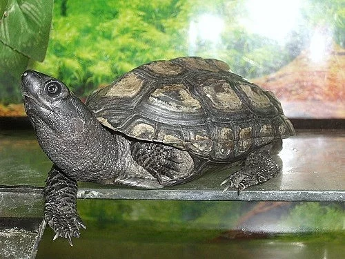 želva trojkýlná černá
