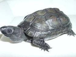 želva trojkýlná černá