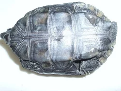 želva trojkýlná černá