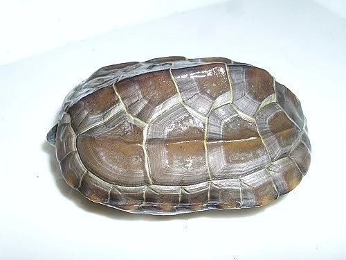želva trojkýlná