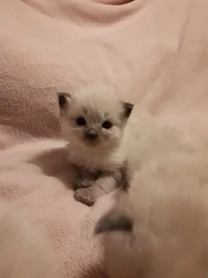 mužské a ženské ragdoll koťata