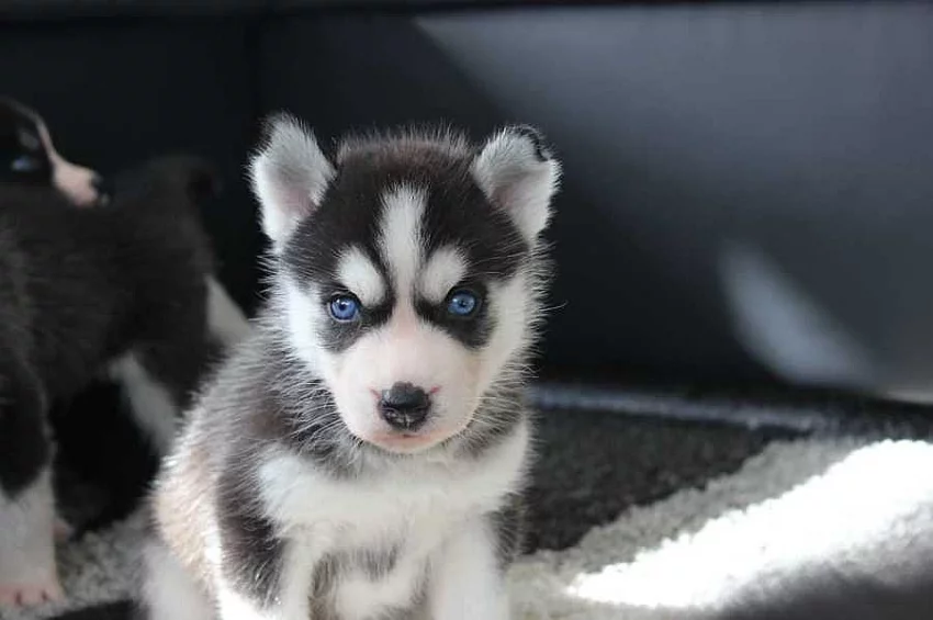 Sibiřský husky na prodej s PP