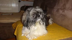 Kříženci Lhasa apso&ši tcu