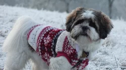 Kříženci Lhasa apso&ši tcu