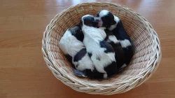 Kříženci Lhasa apso&ši tcu