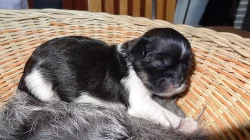 Kříženci Lhasa apso&ši tcu
