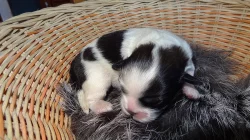 Kříženci Lhasa apso&ši tcu