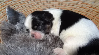 Kříženci Lhasa apso&ši tcu