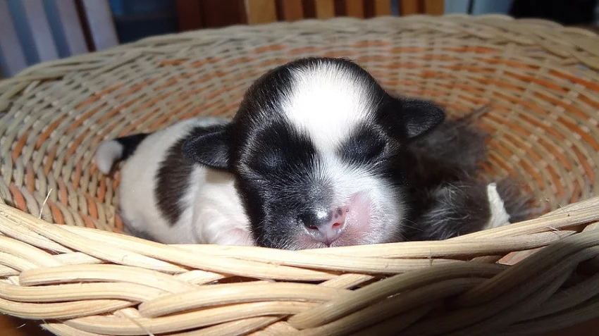 Kříženci Lhasa apso&ši tcu