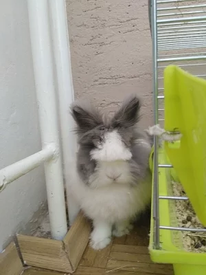 Daruji kralika Plemeno: zakrslý teddy