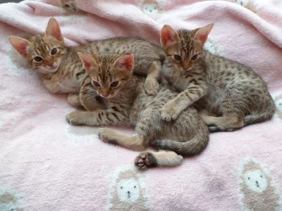 Ocicat