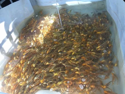 Kapr koi 10 - 15cm