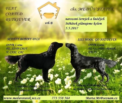 Flat Coated Retriever s PP
