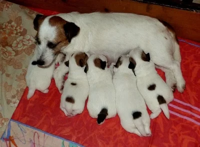 Jack Russell terier