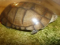 tereka africká