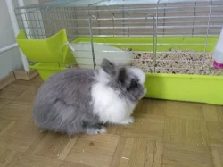 Daruji kralika Plemeno: zakrslý teddy