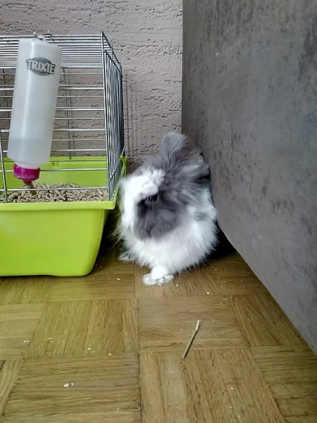 Daruji kralika Plemeno: zakrslý teddy