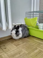Daruji kralika Plemeno: zakrslý teddy