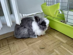 Daruji kralika Plemeno: zakrslý teddy